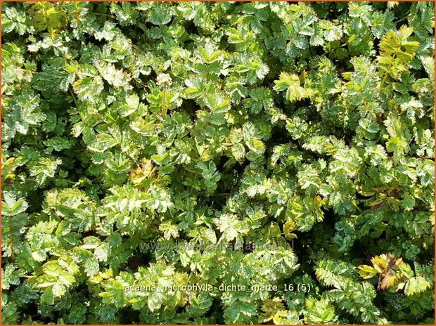 Acaena microphylla 'Dichte Matte' | Stekelnootje | Braunblättriges Stachelnüsschen