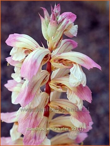 Acanthus 'Whitewater' | Stekelige berenklauw | Bärenklau