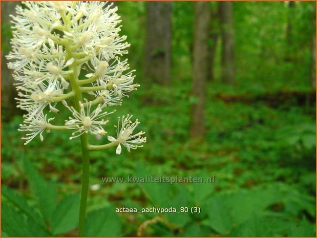 Actaea pachypoda | Christoffelkruid | Weißfrüchtiges Christophskraut