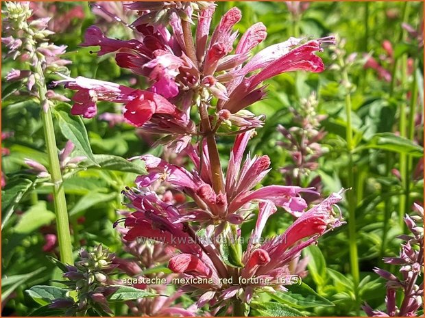 Agastache mexicana 'Red Fortune' | Dropplant, Anijsnetel | Limonen-Duftnessel