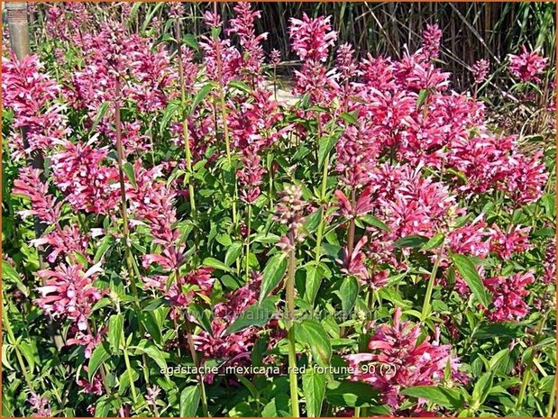 Agastache mexicana 'Red Fortune' | Dropplant, Anijsnetel | Limonen-Duftnessel