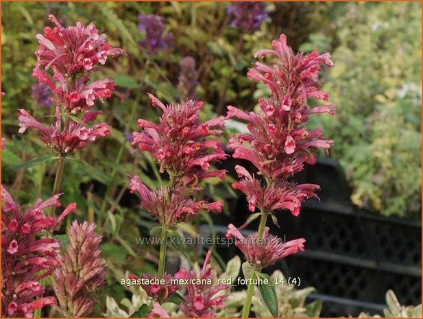 Agastache mexicana 'Red Fortune' | Dropplant, Anijsnetel | Limonen-Duftnessel