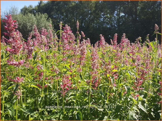 Agastache mexicana 'Red Fortune' | Dropplant, Anijsnetel | Limonen-Duftnessel