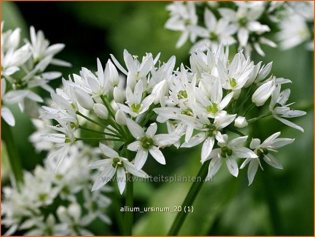 Allium ursinum | Daslook, Berenlook, Look | Bärenlauch