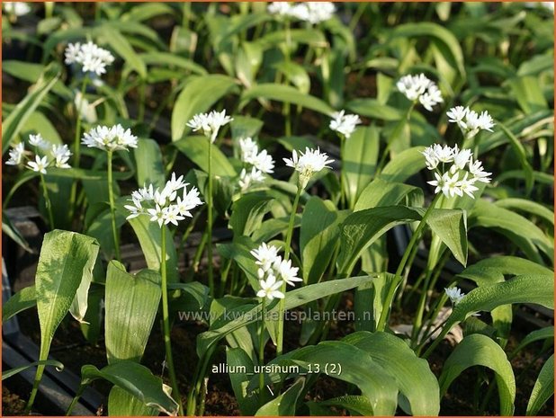 Allium ursinum | Daslook, Berenlook, Look | Bärenlauch