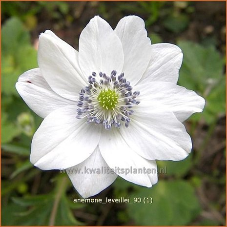 Anemone leveillei | Anemoon | Chinesisches Sommer-Windröschen