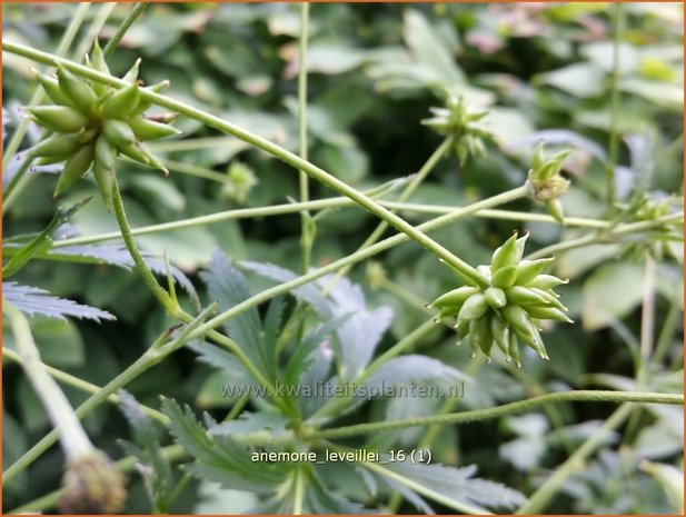 Anemone leveillei | Anemoon | Chinesisches Sommer-Windröschen