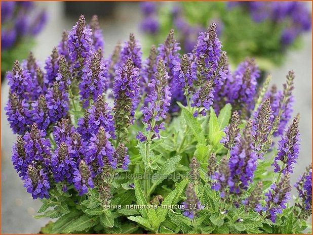 Salvia nemorosa 'Marcus' | Salie, Salvia