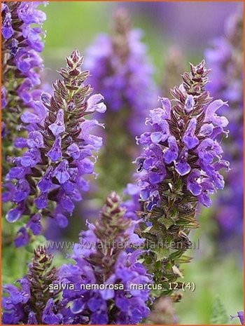 Salvia nemorosa 'Marcus' | Salie, Salvia