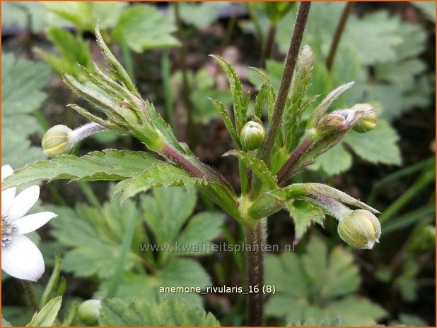 Anemone rivularis | Anemoon | Bach-Anemone