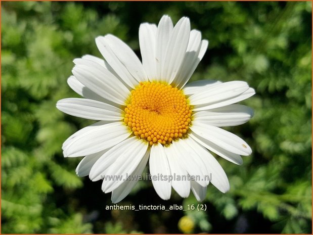 Anthemis tinctoria 'Alba' | Gele kamille, Verfkamille, Kamille | Färberkamille