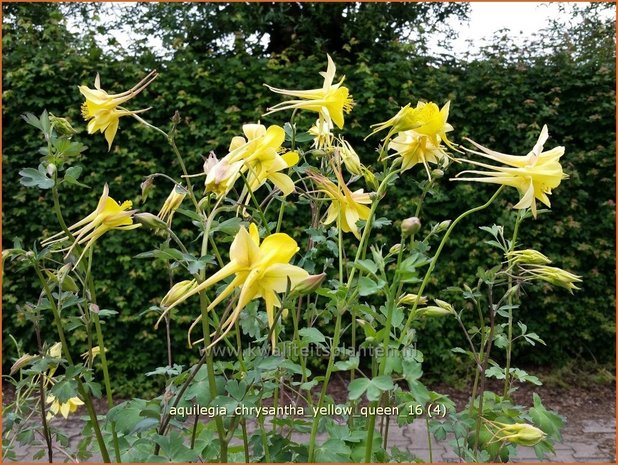 Aquilegia chrysantha 'Yellow Queen' | Akelei | Langspornige Akelei