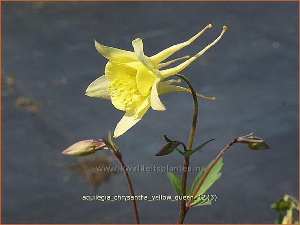 Aquilegia chrysantha 'Yellow Queen' | Akelei | Langspornige Akelei