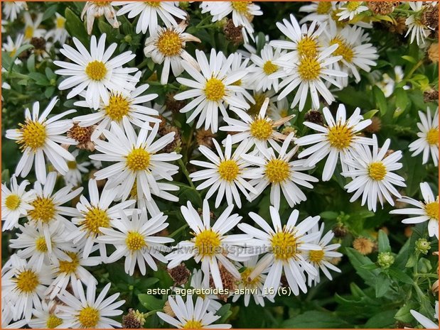 Aster ageratoides 'Ashvi' | Aster | Ageratum-ähnliche Aster