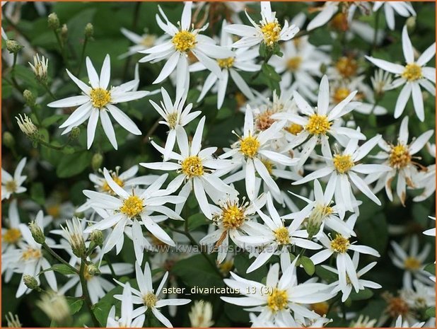 Aster divaricatus | Sneeuwsteraster, Bosaster, Aster | Waldaster