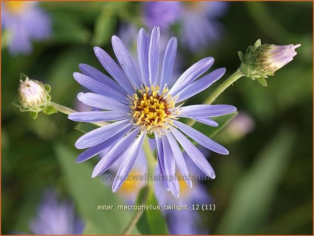 Aster macrophyllus 'Twilight' | Aster | Großblättrige Aster