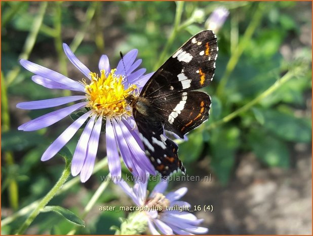 Aster macrophyllus 'Twilight' | Aster | Großblättrige Aster