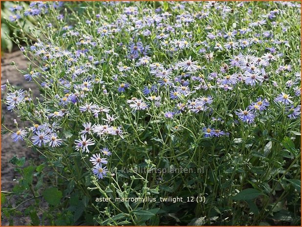 Aster macrophyllus 'Twilight' | Aster | Großblättrige Aster