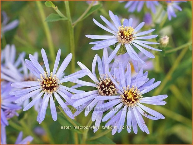 Aster macrophyllus 'Twilight' | Aster | Großblättrige Aster