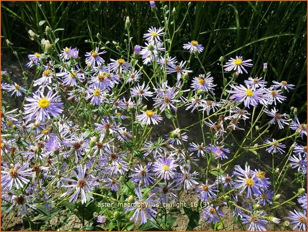 Aster macrophyllus 'Twilight' | Aster | Großblättrige Aster