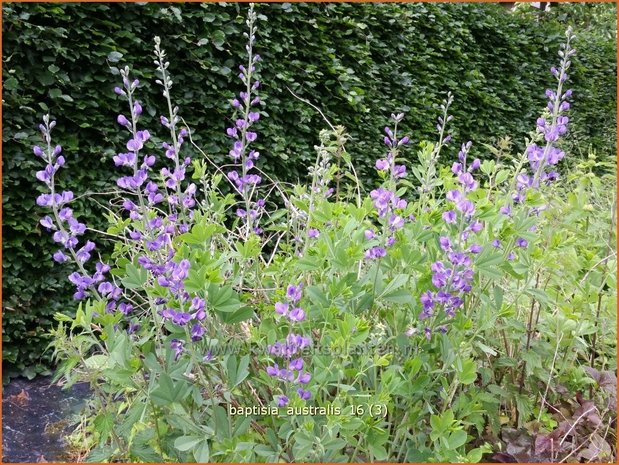 Baptisia australis | Valse indigo, Indigolupine | Südliche Färberhülse