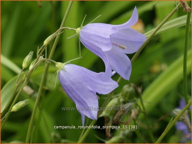 Campanula rotundifolia 'Olympica' | Grasklokje, Klokjesbloem | Rundblättrige Glockenblume