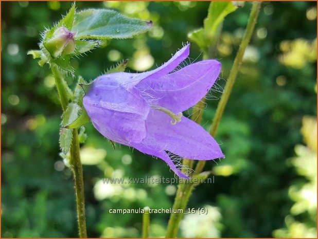 Campanula trachelium | Ruig klokje, Klokjesbloem | Nesselblättrige Glockenblume