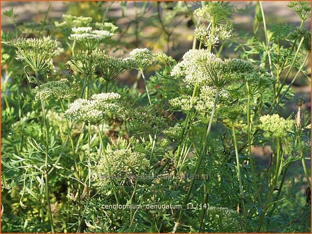 Cenolophium denudatum | Baltische peterselie | Baltische Petersilie