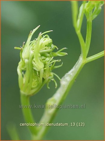 Cenolophium denudatum | Baltische peterselie | Baltische Petersilie