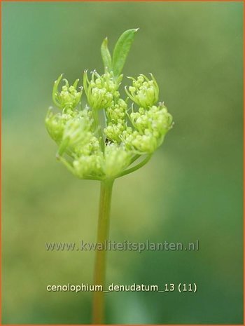 Cenolophium denudatum | Baltische peterselie | Baltische Petersilie