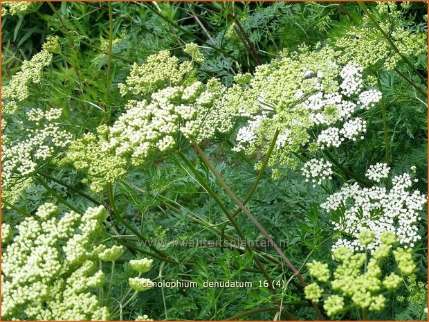 Cenolophium denudatum | Baltische peterselie | Baltische Petersilie