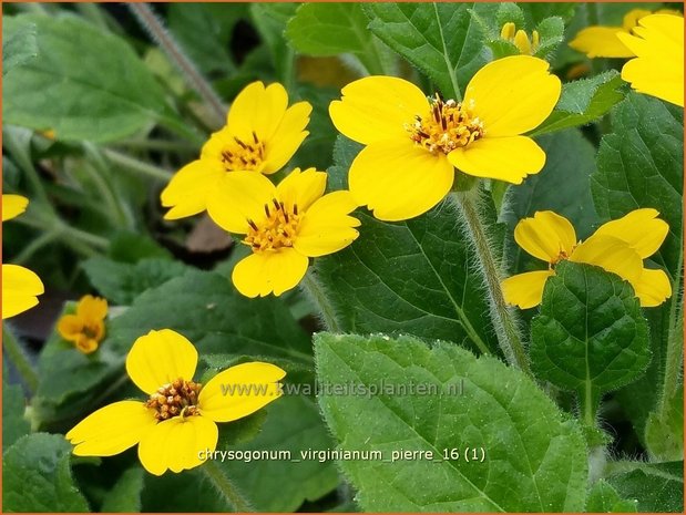 Chrysogonum virginianum 'Pierre' | Goudkorfje | Virginia-Goldkörbchen