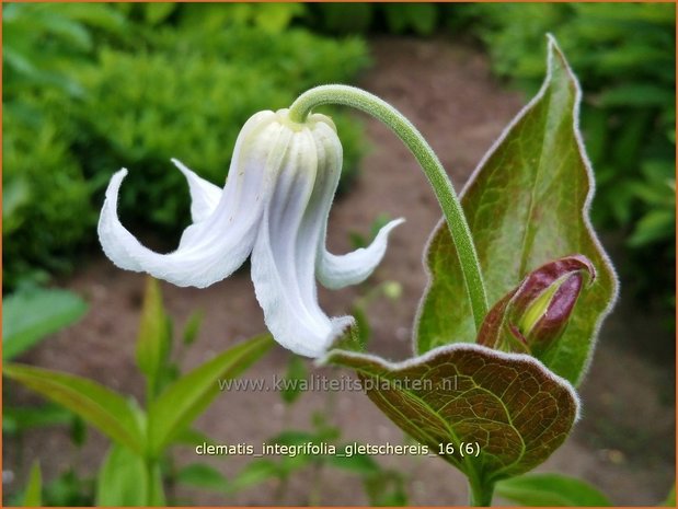 Clematis integrifolia 'Gletschereis' | Struikclematis, Bosrank, Clematis | Krautige Waldrebe | Blue Clematis