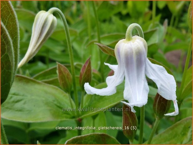 Clematis integrifolia 'Gletschereis' | Struikclematis, Bosrank, Clematis | Krautige Waldrebe | Blue Clematis