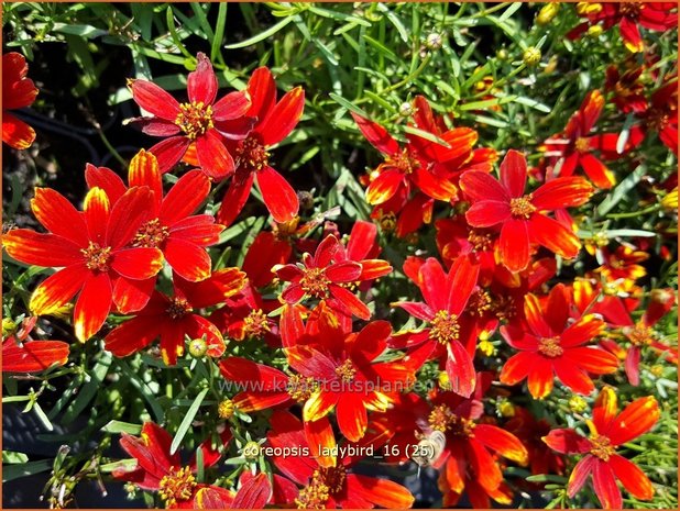 Coreopsis 'Ladybird' | Meisjesogen | Mädchenauge