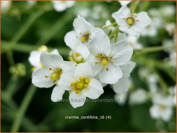 Crambe cordifolia | Zeekool | Herzblättriger Blütenkohl