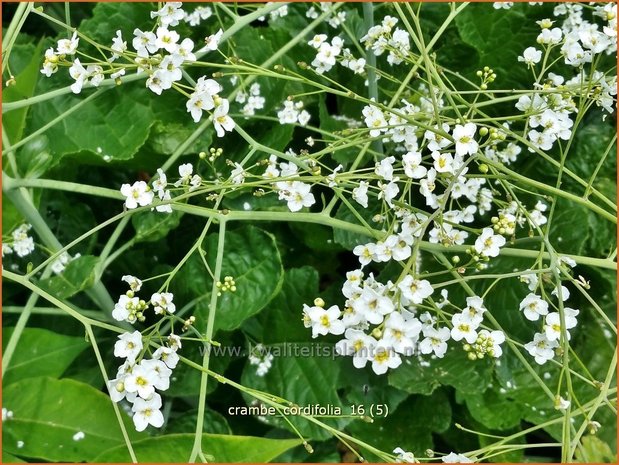 Crambe cordifolia | Zeekool | Herzblättriger Blütenkohl