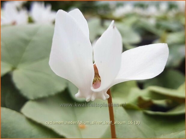 Cyclamen hederifolium 'Silver Leaf Album' | Napolitaanse cyclaam, Cyclaam, Alpenviooltje, Tuincyclaam | Herbst-Al