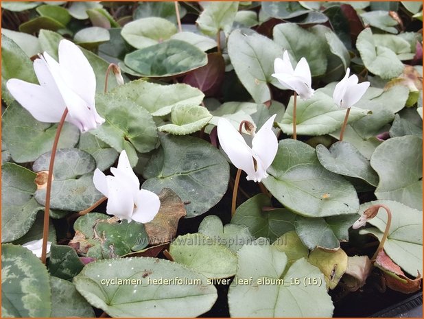 Cyclamen hederifolium 'Silver Leaf Album' | Napolitaanse cyclaam, Cyclaam, Alpenviooltje, Tuincyclaam | Herbst-Al