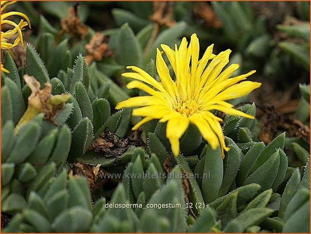 Delosperma congestum | IJsbloempje, IJsplant | Gedrängte Mittagsblume