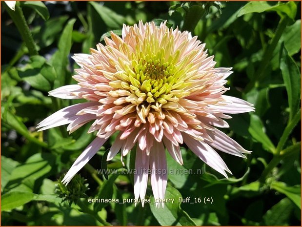 Echinacea purpurea 'Cherry Fluff' | Zonnehoed | Roter Sonnenhut