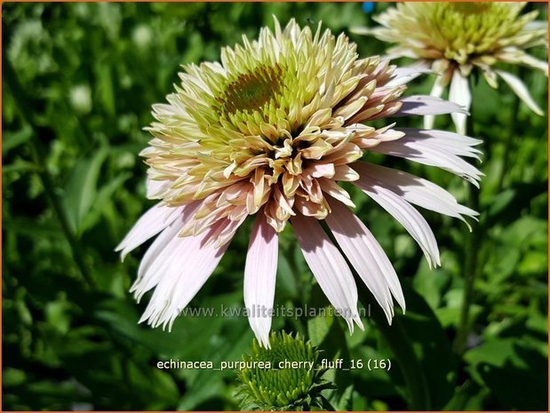 Echinacea purpurea 'Cherry Fluff' | Zonnehoed | Roter Sonnenhut