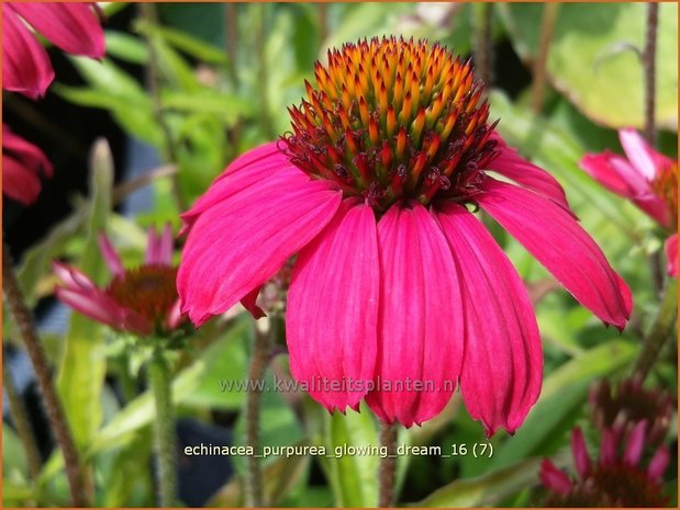 Echinacea purpurea 'Glowing Dream' | Zonnehoed | Roter Sonnenhut