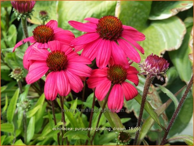 Echinacea purpurea 'Glowing Dream' | Zonnehoed | Roter Sonnenhut