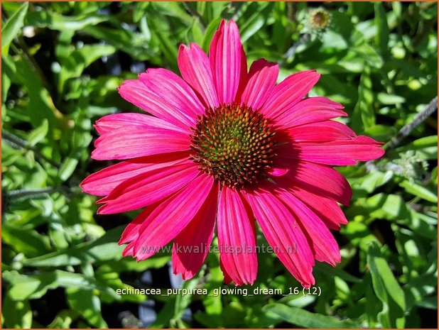 Echinacea purpurea 'Glowing Dream' | Zonnehoed | Roter Sonnenhut