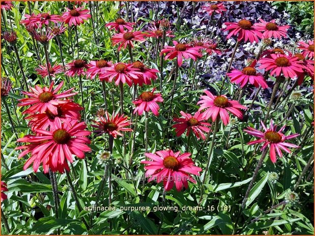 Echinacea purpurea 'Glowing Dream' | Zonnehoed | Roter Sonnenhut