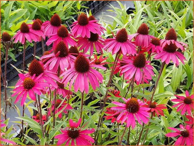 Echinacea purpurea 'Glowing Dream' | Zonnehoed | Roter Sonnenhut