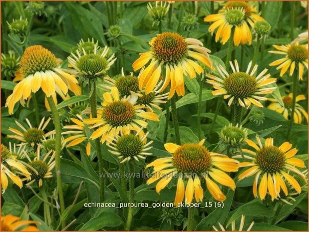 Echinacea purpurea 'Golden Skipper' | Zonnehoed | Roter Sonnenhut