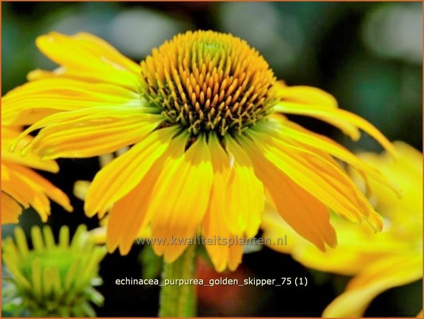 Echinacea purpurea 'Golden Skipper' | Zonnehoed | Roter Sonnenhut