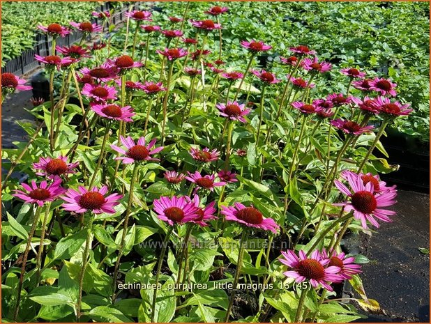 Echinacea purpurea 'Little Magnus' | Zonnehoed | Roter Sonnenhut